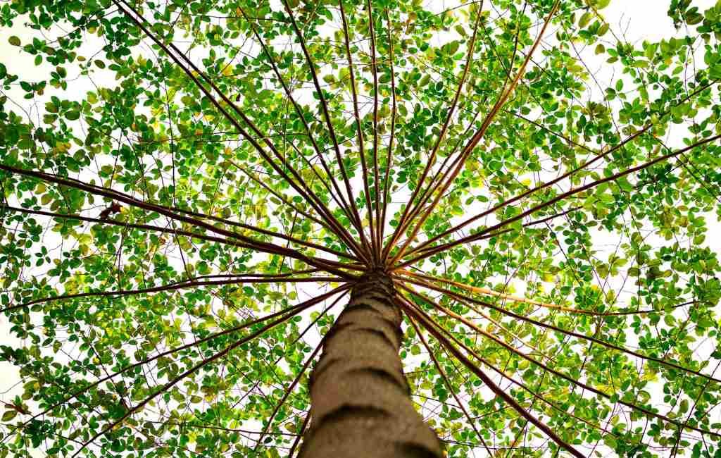 Chioma di un albero vista dal basso, simbolo della crescita sostenibile, dell'innovazione e della leadership globale